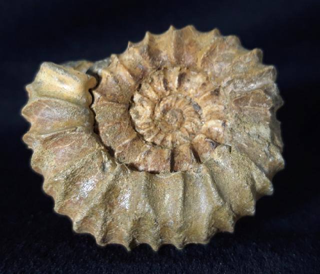 Pavlovia pavlovi (MICHALSKY 1890) - Bild &copy; FossNet FossilienStore